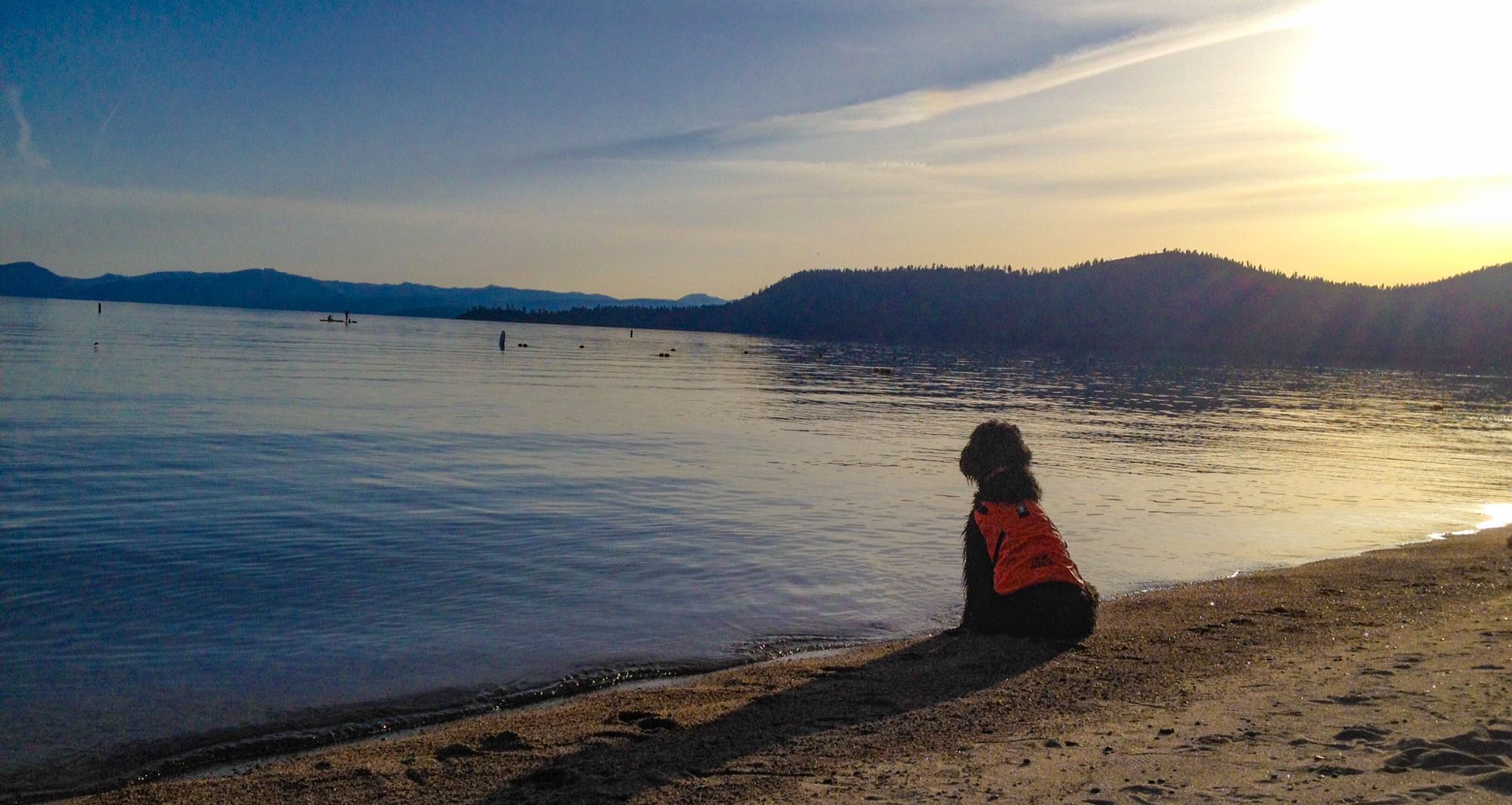goose patrol dog at ski beach with sunset