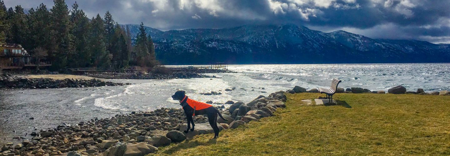 goose patrol dog at burnt cedar stormy skies