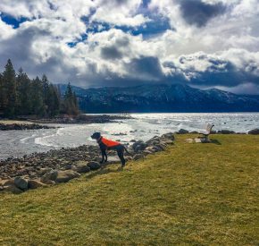goose patrol dog at burnt cedar stormy skies