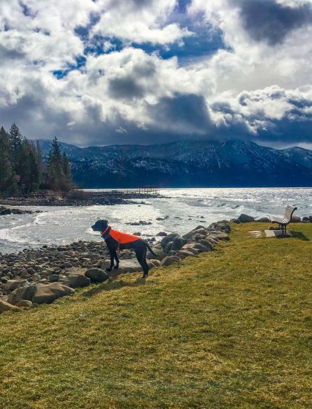 goose patrol dog at burnt cedar stormy skies