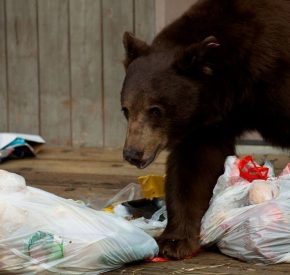 bear with trash bags