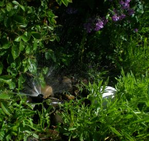 sprinkler spraying