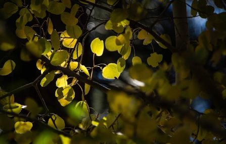 aspen close up