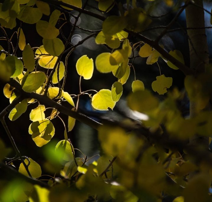 aspen close up