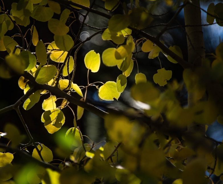 aspen close up