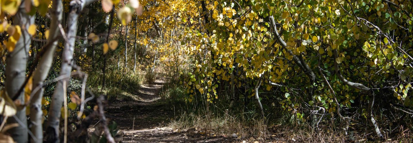 fall trees aspens