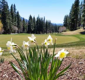 spring flowers champ
