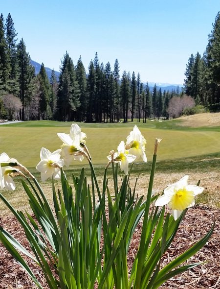 spring flowers champ