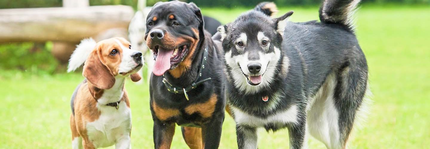 Three dogs playing at a dog park