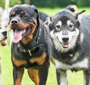 Three dogs playing at a dog park