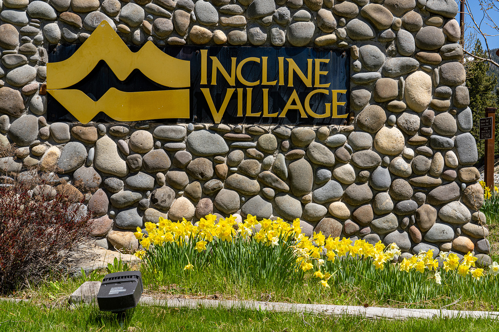 yellow daffodil flower with Incline village sign