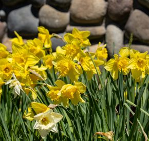yellow daffodil flower
