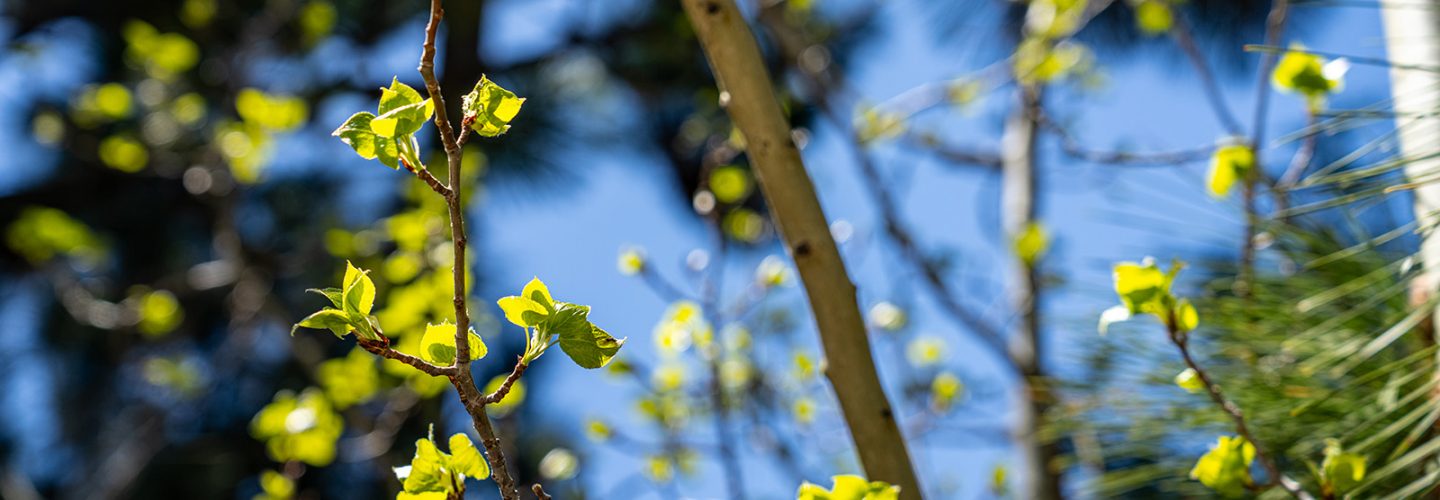 spring leaves on tree