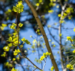 spring leaves on tree