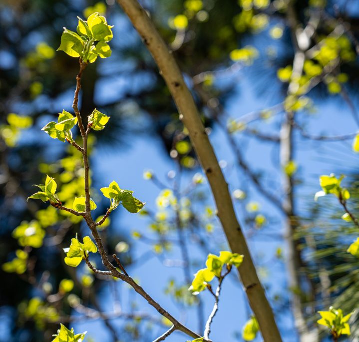 spring leaves on tree