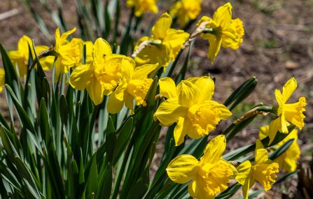 yellow daffodil flower