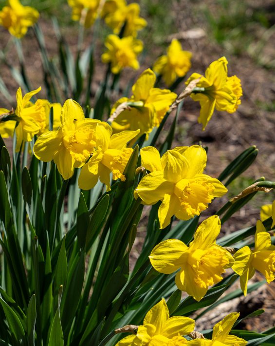 yellow daffodil flower