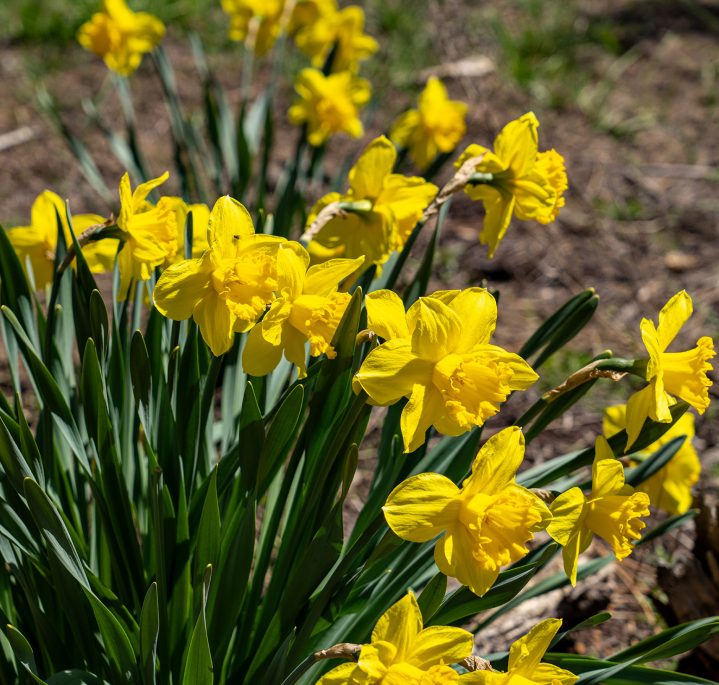 yellow daffodil flower