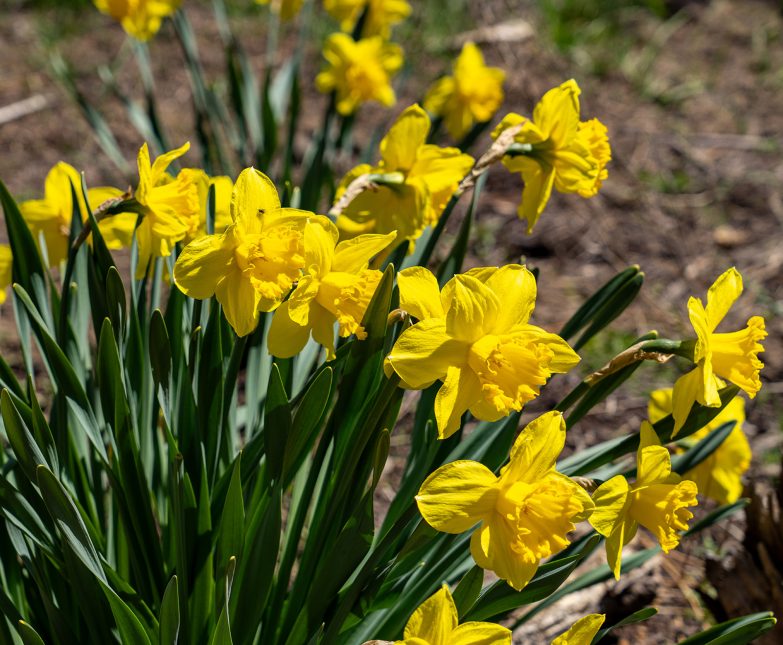 yellow daffodil flower