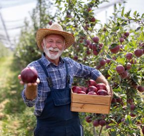 Man picking apples