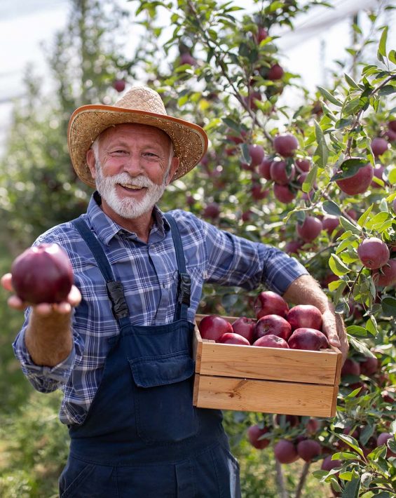 Man picking apples