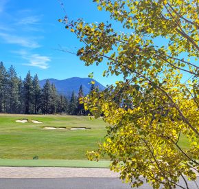 Aspen tree during fall at the driving range