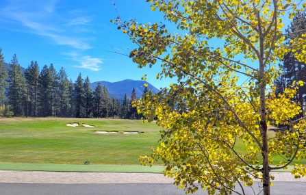 Aspen tree during fall at the driving range