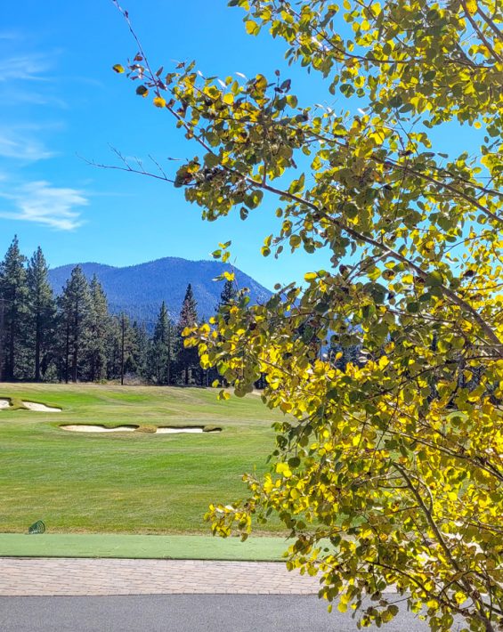 Aspen tree during fall at the driving range