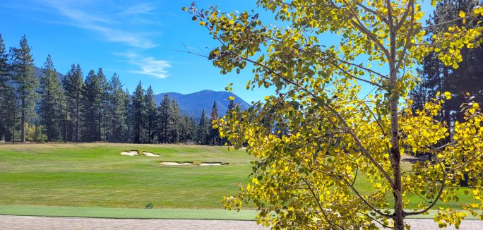 Aspen tree during fall at the driving range