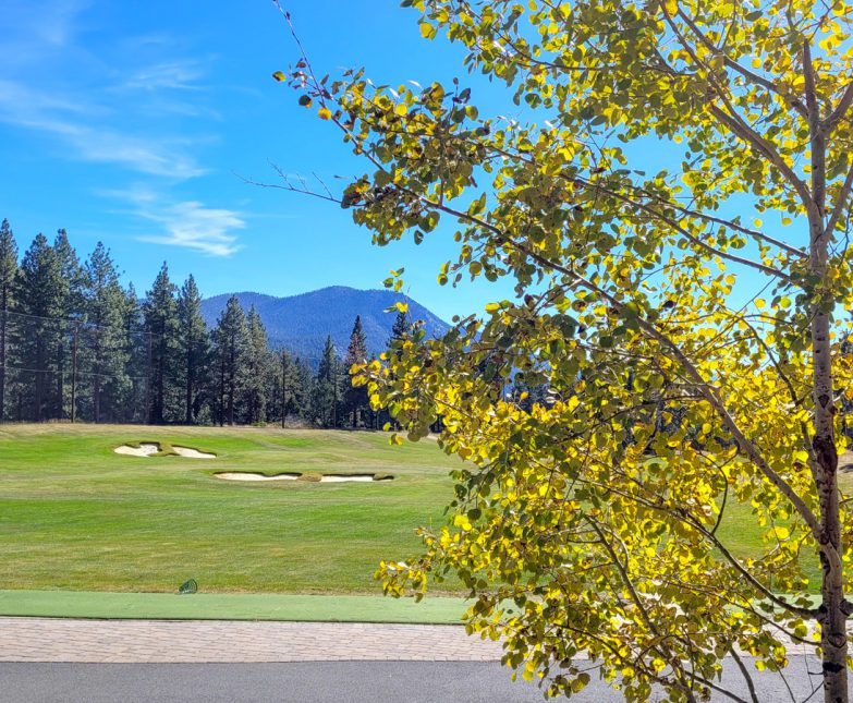 Aspen tree during fall at the driving range
