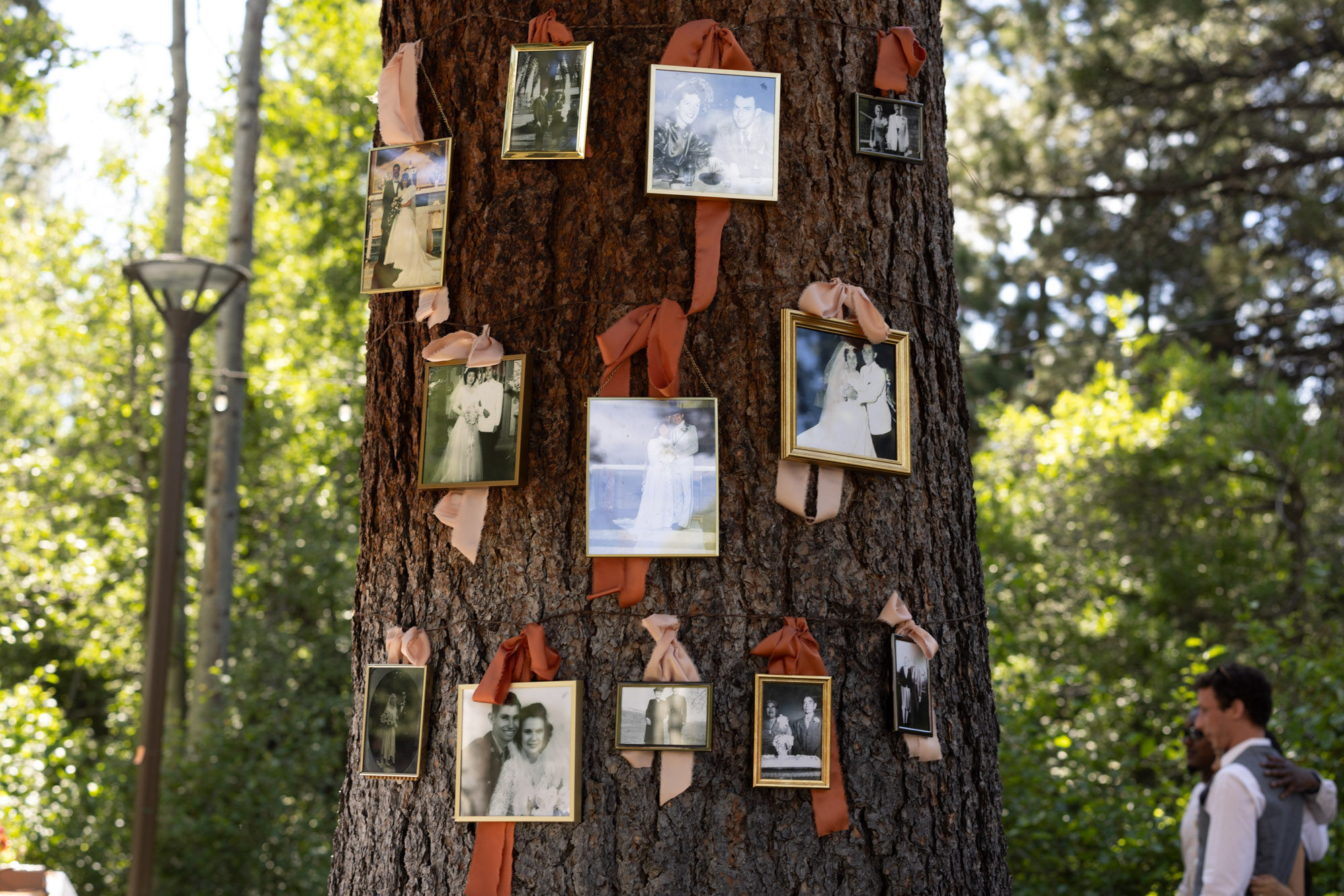 Aspen Grove reception photo display on tree