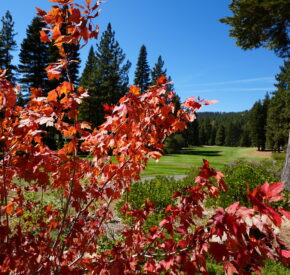 fall colors at mountain golf course