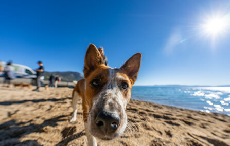 dog at ski beach