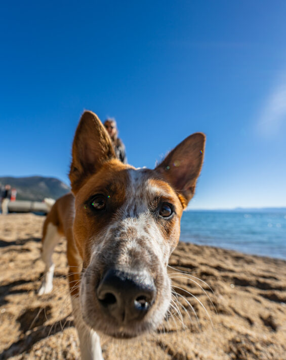 dog at ski beach