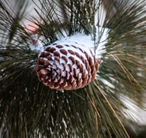 pinecone fresh snow