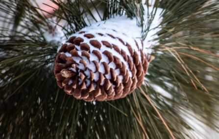 pinecone fresh snow