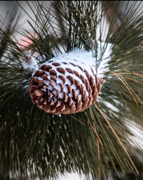 pinecone fresh snow