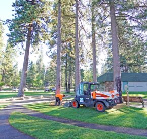 Mitigation work for poisoned trees