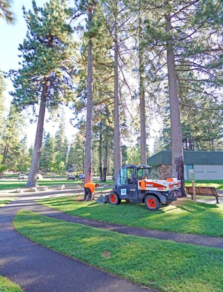 Mitigation work for poisoned trees