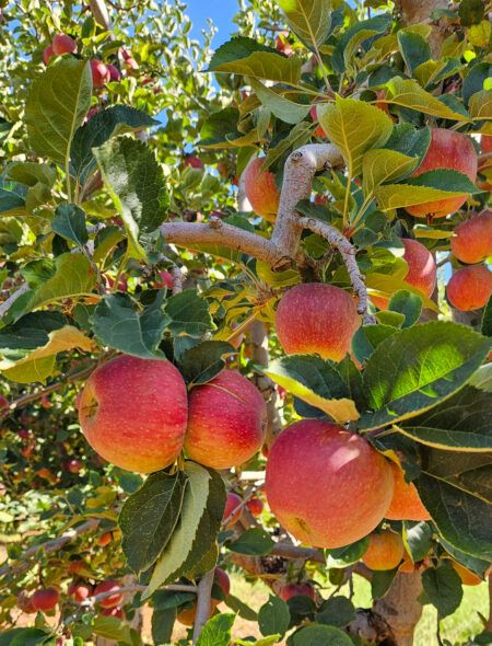 apples on tree at apple hill