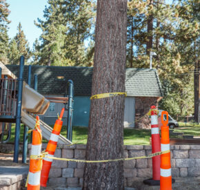 tree with caution tape