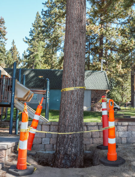 tree with caution tape